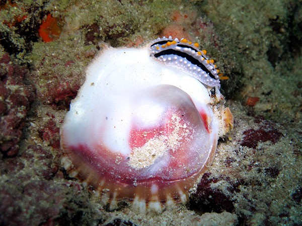 %_tempFileName0803_schnecke%