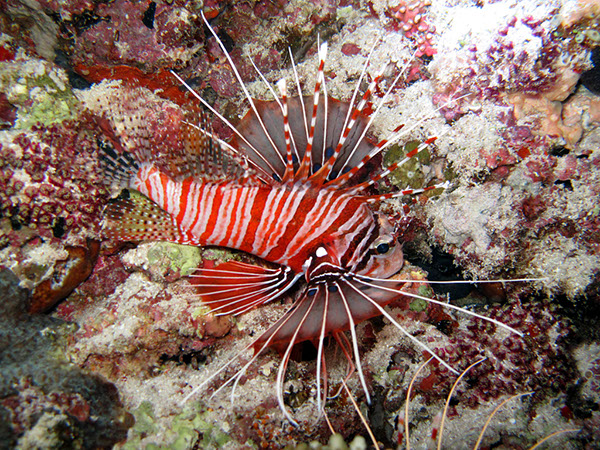 %_tempFileName1354_nachts%20rotfeuerfisch%