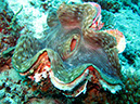 %_tempFileName0746_muschel%